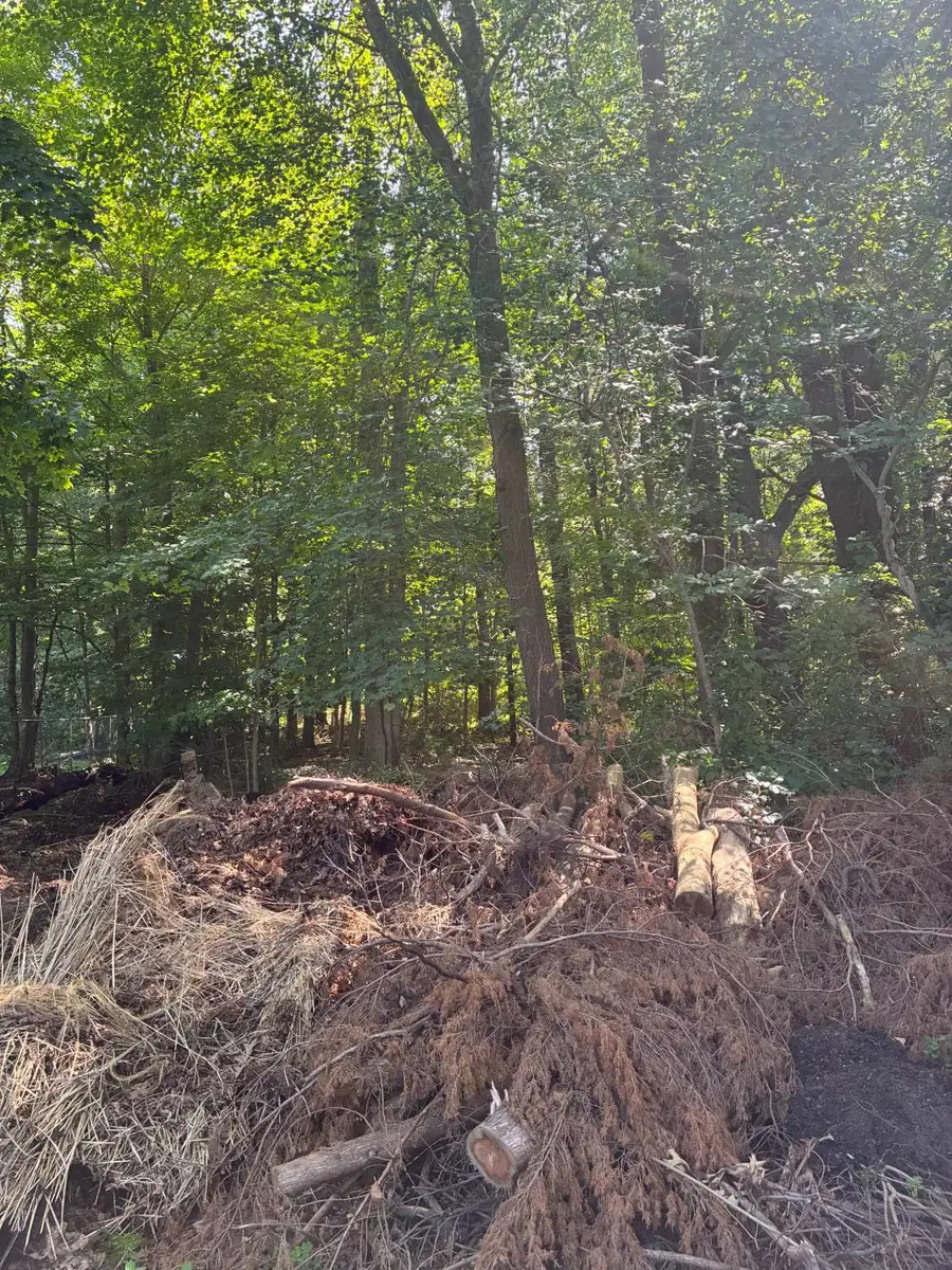 Before: piles of dead brush, logs and debris at the edge of the woods